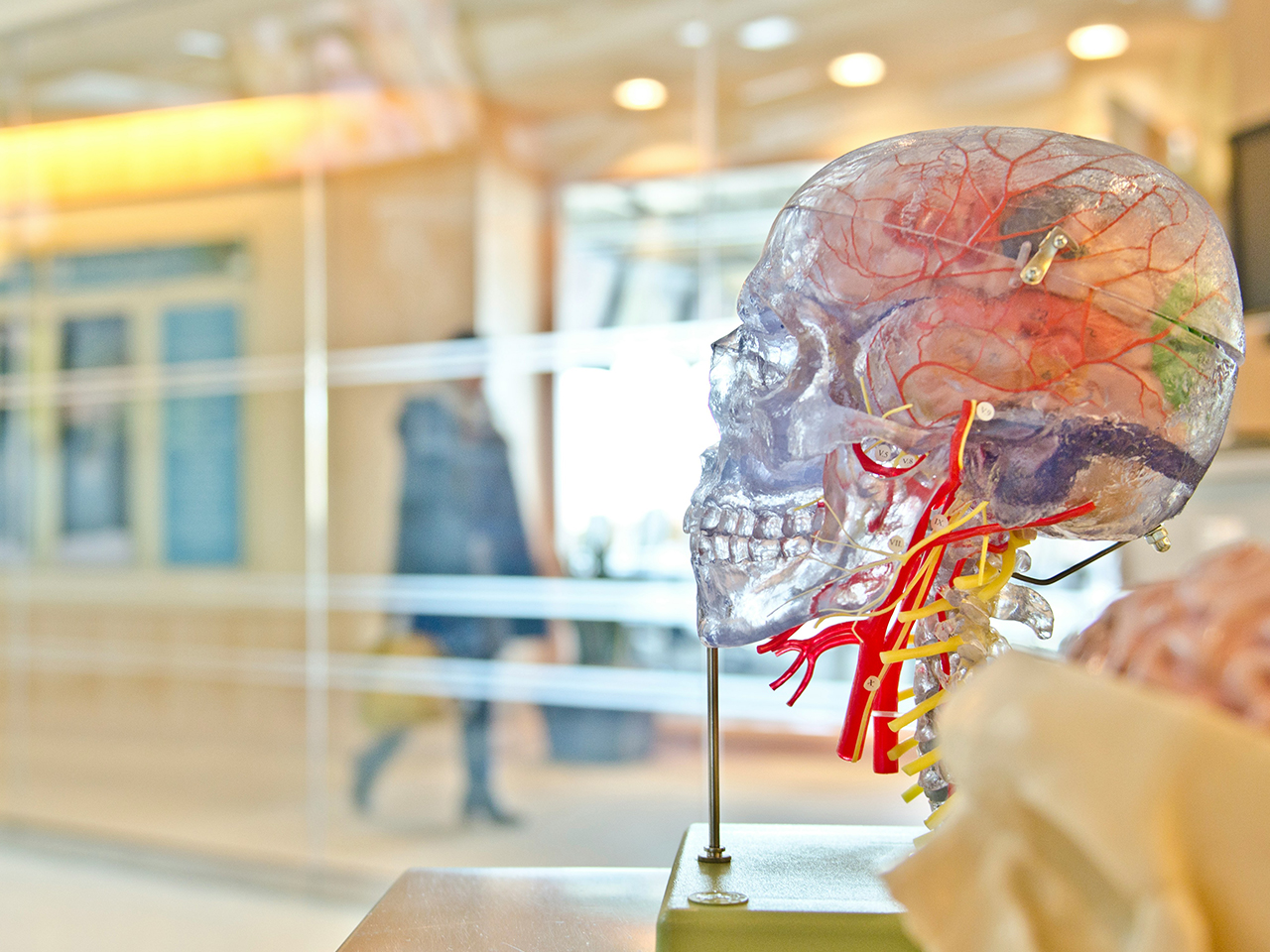 Brain